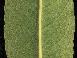 Salix ×rubra. Lower leaf surface hairs.
 Image: D. Glenny © Landcare Research 2020 CC BY 4.0